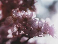 江上梅花獨自春