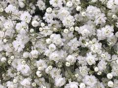 다복팔당多福八堂