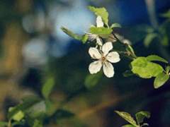 나비의 여생<프롤로그>