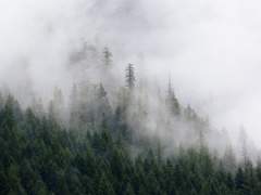 히바로를 잡아라 1