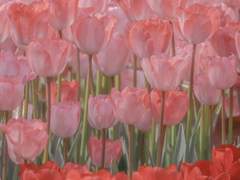 다복팔당多福八堂