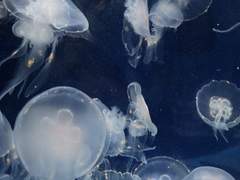 [ 사은유 / XY / 유인 ]