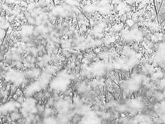 진정 사랑했던 이들이여