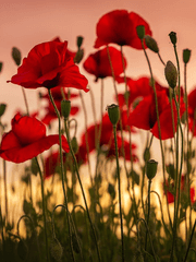 스카라무슈/방랑자