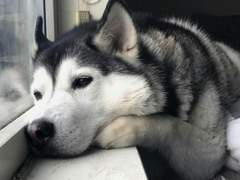 최고의 강아지를 찾아라 下