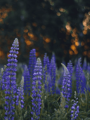 하이타니가 사랑하는 법