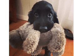 리틀과 브랫의 차이는 뭘까요?