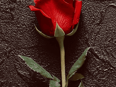 Mon amour éternel / 04