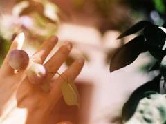 [백기유연] 매실