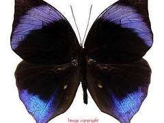 [아드마리] 주현절