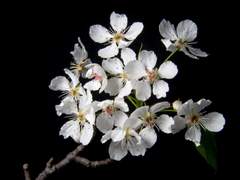 [화성사련] 순애 1