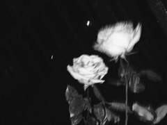 사랑하지 않는 악마의 밤은