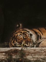 어린나이에 감방 다녀와서 아무것도 못하는 호랑이를 만난 곰