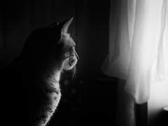 어린나이에 감방 다녀와서 아무것도 못하는 호랑이를 만난 곰 소설2