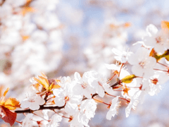 [화산귀환]드림