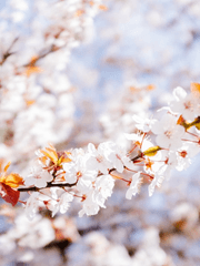 드림(완전적폐아니냐)