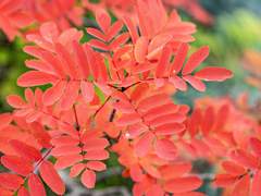 유/불명/여우 인수