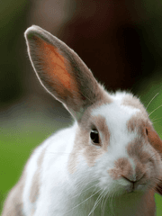 인형의 마음은 형태가 있나요?