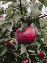 사과나무 이야기