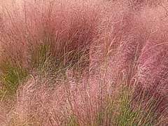 썰 [쿠잔다인ts] 예비 의붓딸의 열애설