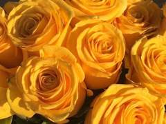 베시 제라늄 / Bethy Geranium