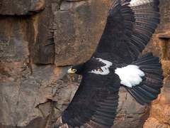 20. 흰허리수리(Verreaux’s eagle)