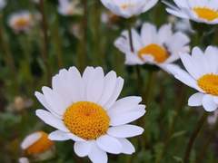 양채빈 | 18 | 마가렛 | XY