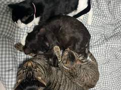 28. 디자이너, 호사