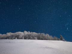 아키타의 이방인