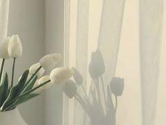 [대만태섭] Sedum kamtschaticum