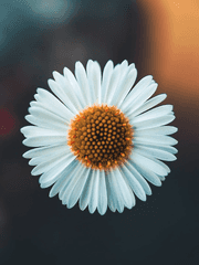 화각증(花角症)