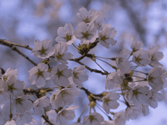 <제8장 건방진 쿠로다, 울보 겁쟁이 도련님>