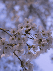 우리의 봄은 다시 찾아오지 않는다.