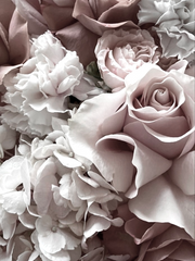 다 자란 장미와 자라지도 않은 꽃송이 