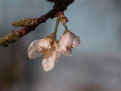 37. 백년해로도 나쁘지 않지 (feat.연화의 등장)