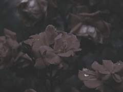 작은 아버지께서 돌아가셨습니다.