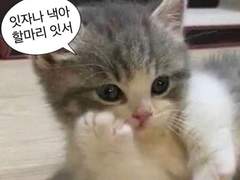 왜 [센티넬 클리셰]기 올라갔는가에 대한 고찰.