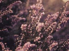 사인; 열애熱愛