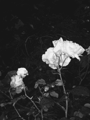 苦愛는 運命이라.