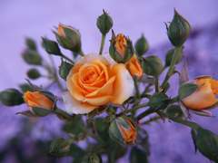 아피나 보론 / 21 / 천사