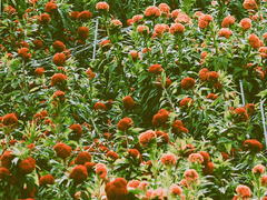 맨드라미 정원 01