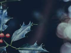 캐롤이 들리기 시작했어.