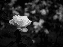 네가 사라진 세상에서