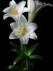 [HL] 내가 사랑했던 그녀와 닮은 너