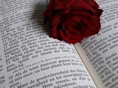 히라노 아카시아 | XX | 27