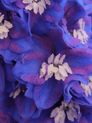 꽃집의 아저씨는 예뻐요