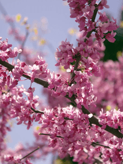 아득하고도 찬란한