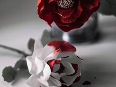 인어공주와 단도