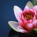 리츠마오 앤솔로지