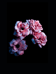 롯폰기의 세이렌